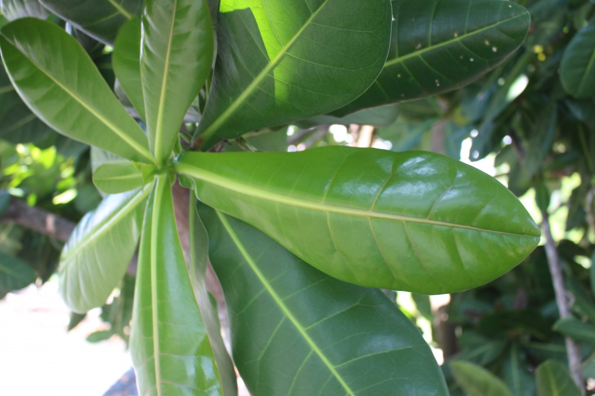 Barringtonia asiatica (L.) Kurz